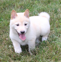 Shiba Inu