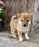 Shiba Inu