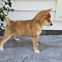  Shiba Inu