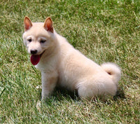 Shiba Inu