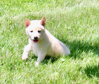 Shiba Inu