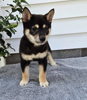  Shiba Inu