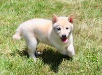 Shiba Inu