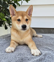  Shiba Inu