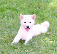Shiba Inu