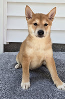  Shiba Inu