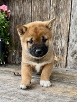Shiba Inu