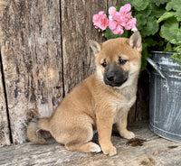 Shiba Inu