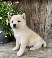 Shiba Inu