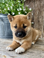 Shiba Inu