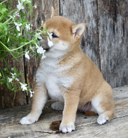 Shiba Inu