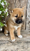 Shiba Inu
