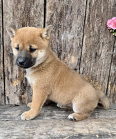 Shiba Inu