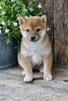 Shiba Inu
