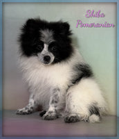 Pomeranian
