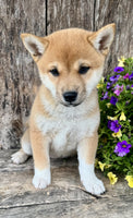 Shiba Inu