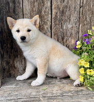 Shiba Inu