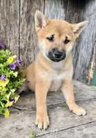 Shiba Inu