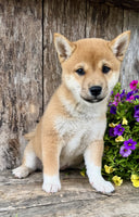 Shiba Inu