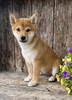 Shiba Inu