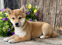 Shiba Inu