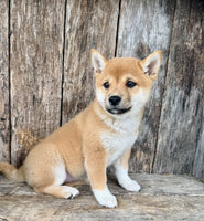 Shiba Inu