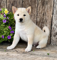 Shiba Inu