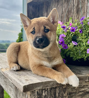 Shiba Inu