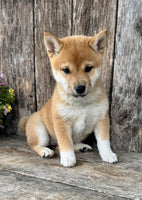 Shiba Inu