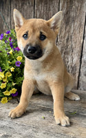 Shiba Inu