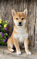 Shiba Inu