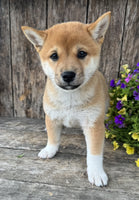 Shiba Inu