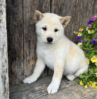 Shiba Inu