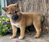 Shiba Inu
