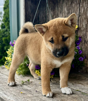 Shiba Inu