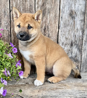 Shiba Inu