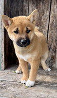 Shiba Inu