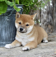 Shiba Inu