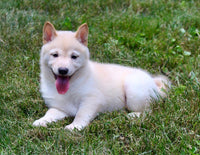Shiba Inu