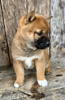 Shiba Inu