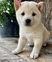 Shiba Inu