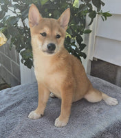  Shiba Inu