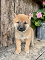 Shiba Inu