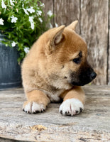 Shiba Inu