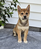  Shiba Inu