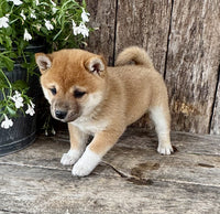 Shiba Inu