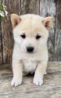 Shiba Inu
