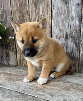 Shiba Inu