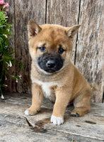 Shiba Inu