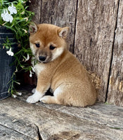 Shiba Inu